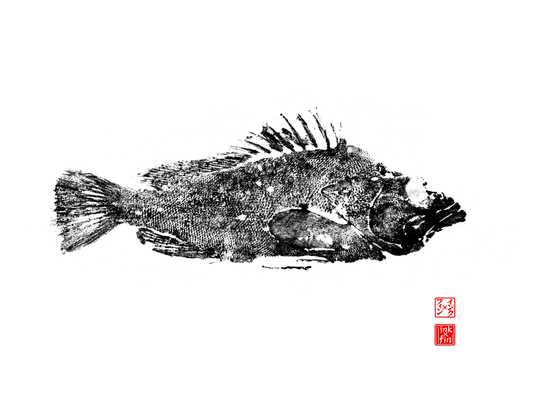 Grouper Print