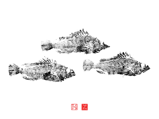 Triple Grouper Print